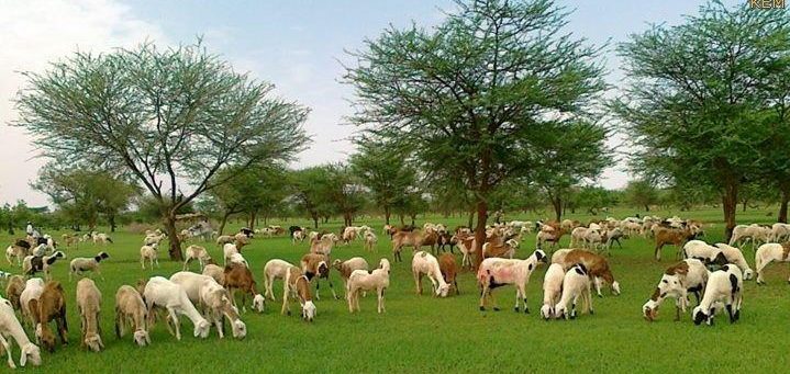 اضواء علي اضراب العاملين بوزارة الزراعة والثروة الحيوانية ولاية شمال دافور